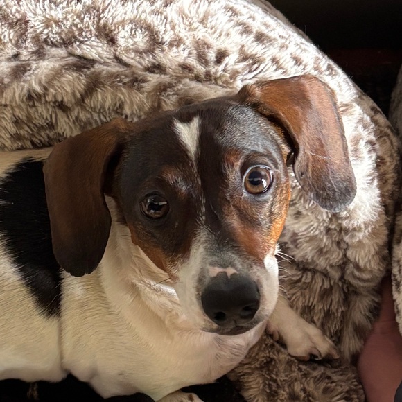dachshund_dealz
